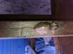 Robert Mouseman Thompson. a Set of Three Superb Quality Arts and Crafts Oak Benches - Thumbnail 7