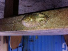 Robert Mouseman Thompson. a Set of Three Superb Quality Arts and Crafts Oak Benches - Thumbnail 8