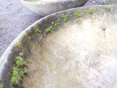 Willy Guhl for Eternit, 2 Pairs Mid- Century Modern Concrete Garden Dish Planters - Thumbnail 18