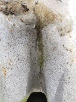 Willy Guhl for Eternit Large Handkerchief Elephant Ear Planter with Loss to Edge - Thumbnail 14