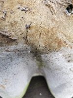 Willy Guhl for Eternit Large Handkerchief Elephant Ear Planter with Loss to Edge - Thumbnail 15