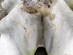 Willy Guhl for Eternit Large Handkerchief Elephant Ear Planter with Loss to Edge - Thumbnail 16