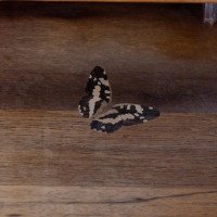 Emile Galle. An Art Nouveau Walnut Writing Desk with Exceptional Inlaid Scenery - Thumbnail 23