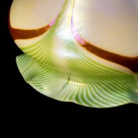 Steuben, Pulled Feather Iridescent Art Glass Shades with Ruffled Rim - Thumbnail 11