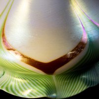 Steuben, Pulled Feather Iridescent Art Glass Shades with Ruffled Rim - Thumbnail 14